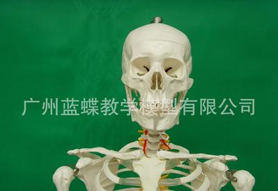 170cm标准人体骨骼模型 厂家直销下的艺用、医用与教育用三维价值