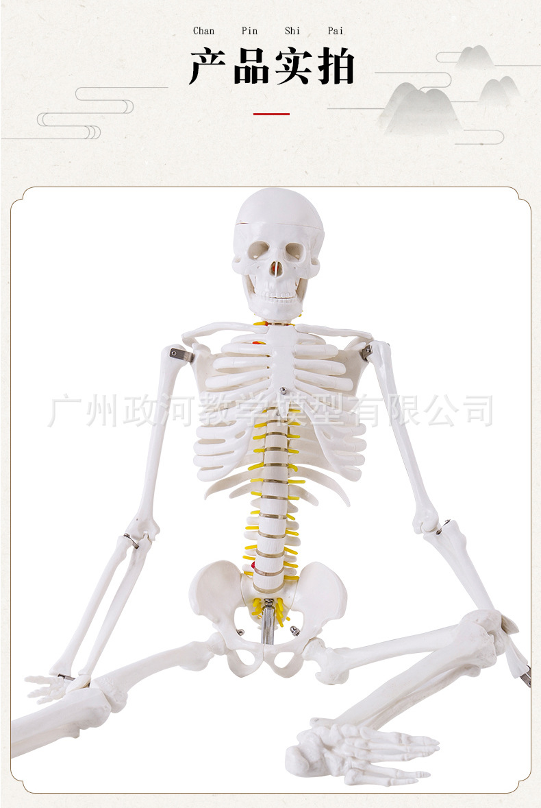 探索人体结构之本 美术艺用医学标准85CM骨骼模型的教学价值与精准解剖解析
