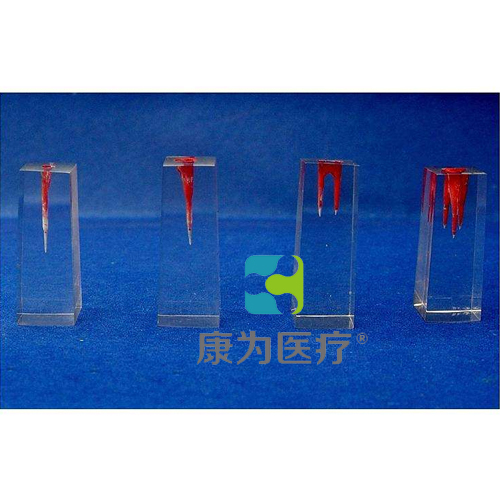 实习用根管模型价格、货期与厂家选择 | 康为医疗让教学更真实